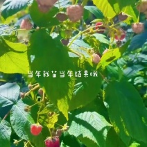 红树莓苗，品种纯，产量高，好打理，欢迎各位老板咨询