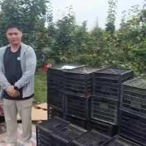 纸袋晚秋黄梨