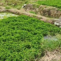 西洋菜种植基地批发价格