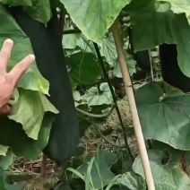 英德396