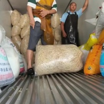 折耳根