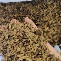 黑水虻蛋白虫干