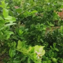 广东香水柠檬