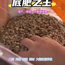 益生菌腐熟发酵大豆