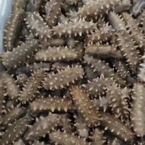 各种海参加工批发