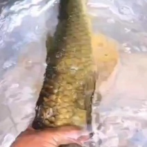 吊水草鱼，山泉水草鱼