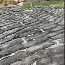 干海带长板菜短板菜海带海带干海带皮海带头基地直接发货
