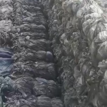 沙菜海带海带干海带头海带皮干海带一棵菜养殖场直接发货