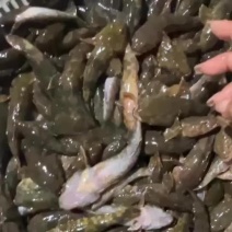 沙塘鳢