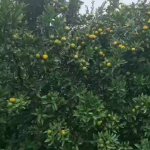 棉桔（密广）金秋砂糖橘大量上市