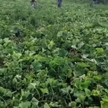 精品黑青皮冬瓜