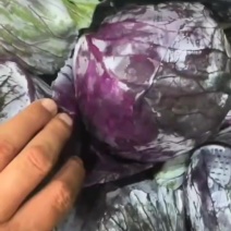 精品紫甘蓝