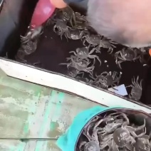 六月黄大闸蟹，湖水养殖，底板干净，满肉满膏