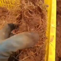 新鲜毛薯批发