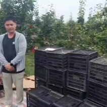 纸袋晚秋黄梨