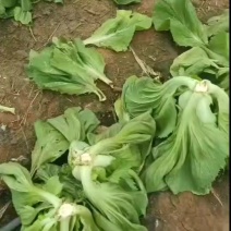 芥菜开始大量上市了，有需要联系