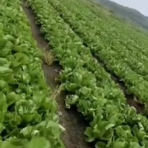 芥菜大量上市