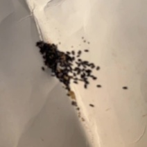 新桔梗种子