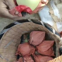 黄元帅苹果正式开摘