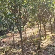 桂花树3公分粗金桂12元