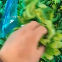 一级茼蒿质量好价格低每天不限量