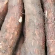 黄心木薯