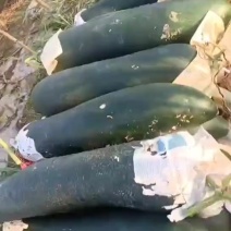 基地吊冬瓜现货