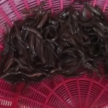 东北大圆鳅，40尾左右，小圆鳅300尾左右