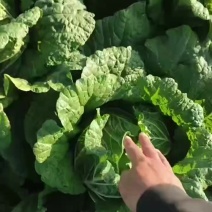 黄心大白菜