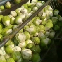 芥菜，青萝卜，心里美大量上市，诚邀各地客商光临