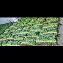 大叶菠菜