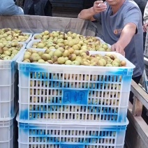 山西省运城市庙上乡冬枣，现摘现卖。欢迎各位老板来订购。