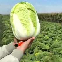 玲珑煌白菜