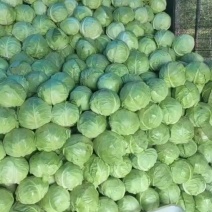 甘蓝/东北甘蓝/圆包菜/产地货源/地头直发/全国供应