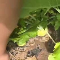 芥菜疙瘩