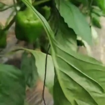 辽宁鲜辣椒/太空椒/绿皮都有现货啊。质量好，价格不贵。