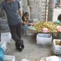 冬枣大量出售价格低口感好货源充足