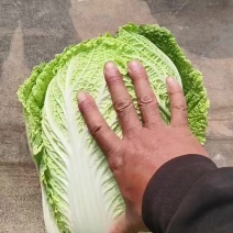 黄心大白菜大量上市了