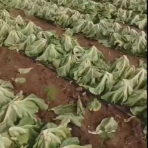芥菜大量现货，整车安排