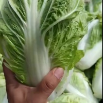 本地精品夏阳大白菜大量现货，一手货源，代发全国，