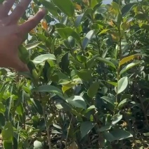 当年苗油茶苗嫁接苗，两年苗，有需要的老板随时联系我