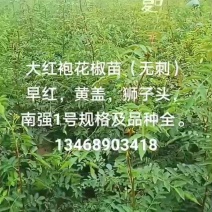 大红袍无刺花椒苗