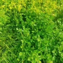 西洋菜基地批发价格，种苗长期供应