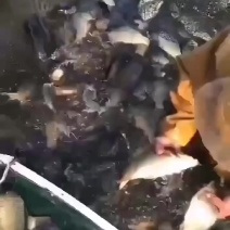 自己养殖的本地水库成品黄金鲫鱼，欢迎咨询订购，