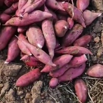 新鲜白心红薯商薯19上市