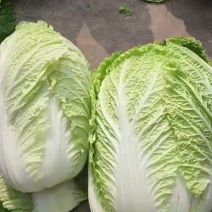 黄心大白菜