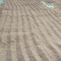 新鲜稻花香，上海直供，品质保证