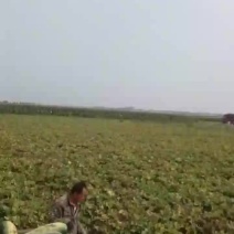 黑皮冬瓜出货接单