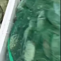 精品大闸蟹全国发货质量**量大优惠