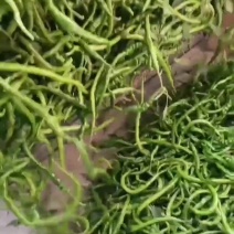 罗丝辣椒大量上市，精挑细选，需要的联系我